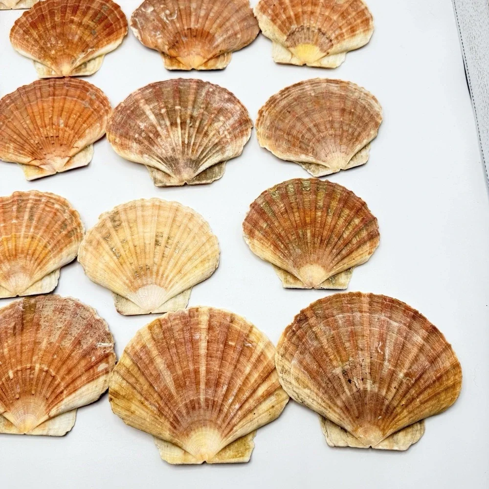 19 Large Irish Flat Scallops Shells Seashells 3.5